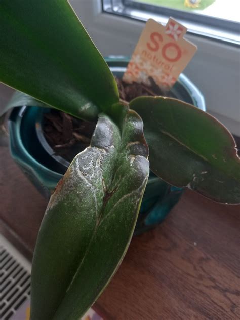 Orchidea s praskajúcimi listami