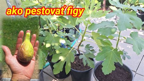 Rôzne typy okrasných kríkov s popisom ich hlavných charakteristík