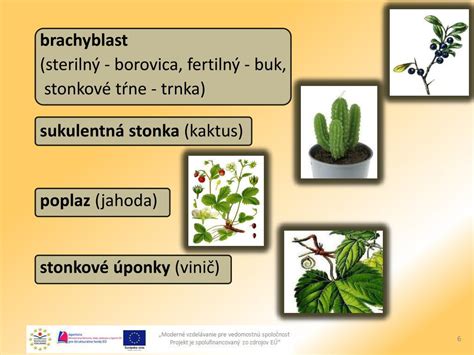 Príklady rastlín rozmnožujúcich sa pomocou rôznych vegetatívnych orgánov (cibuľky, hľuzy, podzemky, poplazy)