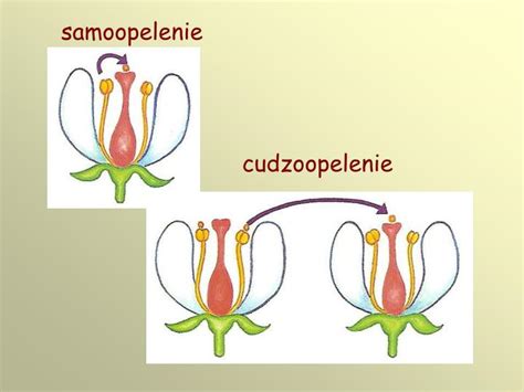Diagram znázorňujúci samoopelenie a cudzoopelenie kvetov