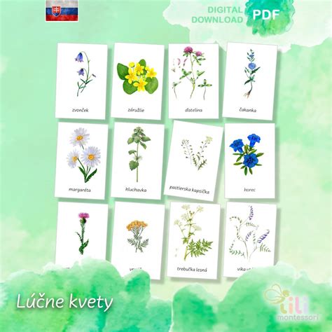 Symbolika rôznych lúčnych kvetov