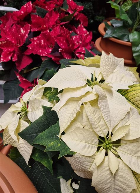 Rôzne farby vianočných ruží