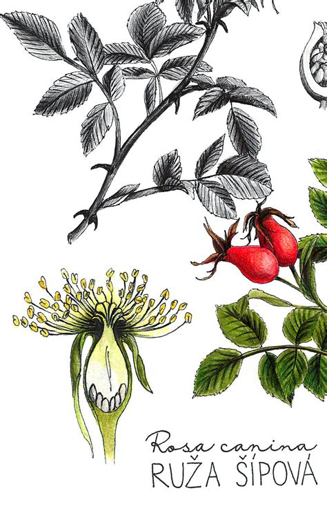 Botanická ilustrácia kakaovníka s kvetmi a plodmi