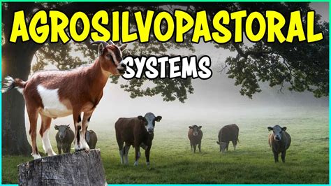 Ilustrácia agro-silvo-pastorálneho systému