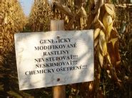 Potenciál geneticky upravených plodín