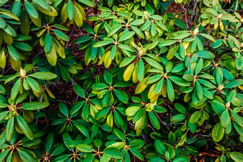 Listy rododendronu napadnuté škodcami