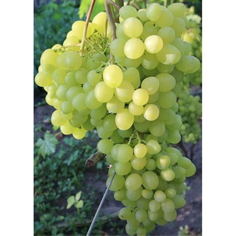 Slnečné svahy ideálne pre vinič