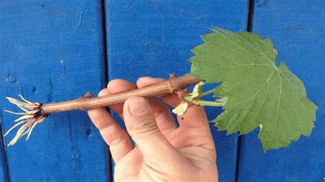 Príprava sadenice viniča