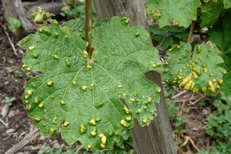 Hubové choroby viniča