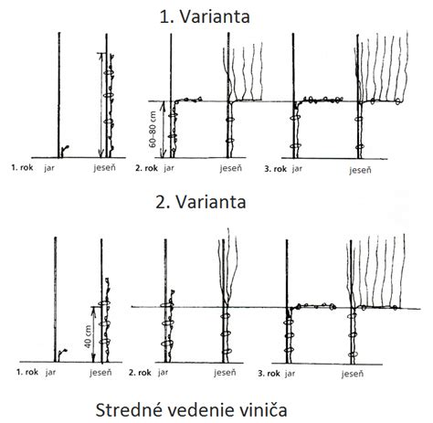 Rôzne systémy vedenia viniča