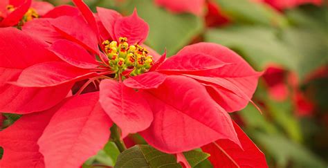 Symbolika farieb vianočnej ruže