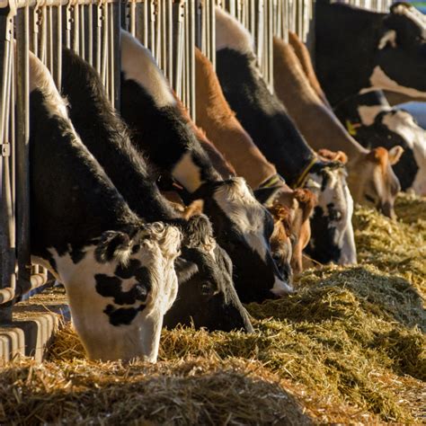 Hovädzí dobytok na pastvinách Východoslovenskej nížiny