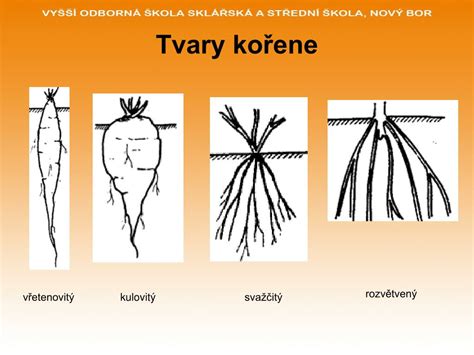 Typy koreňových sústav a metamorfózy koreňov