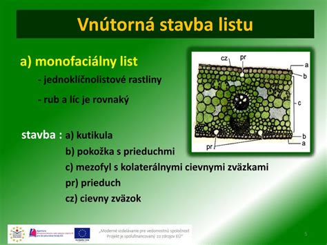 Vnútorná štruktúra bifaciálneho a monofaciálneho listu