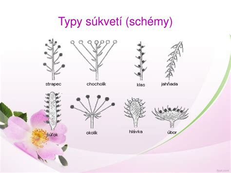 Rozličné typy súkvetí rastlín