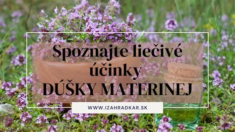 Liečivé účinky alchemilky