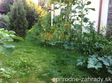 Pohľad na tekvicový záhon s mulčom a zavlažovaním