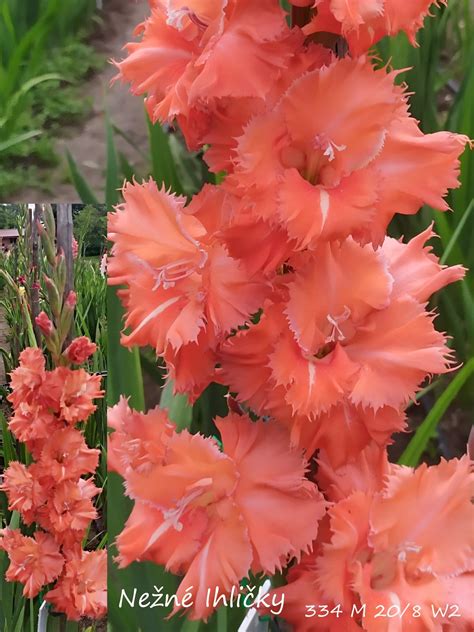 Rôzne odrody gladiol