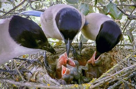 Ilustrácia nemeckej obrovskej straky
