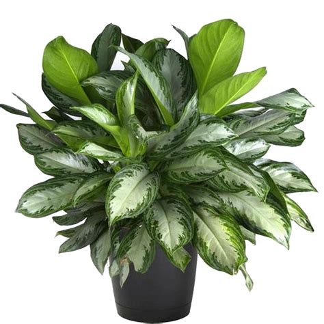 Aglaonema 'Silver Bay'