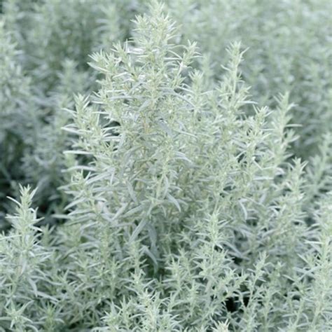 Artemisia ludoviciana 'Silver Queen'