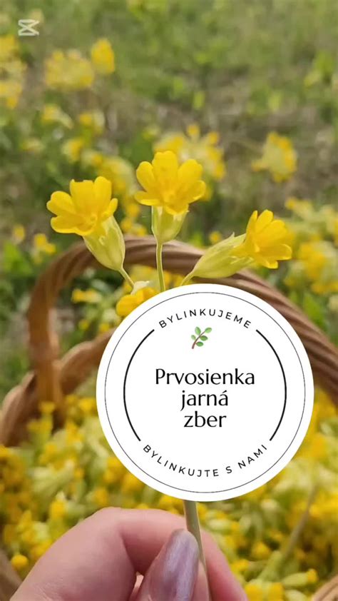 Zber ľubovníka v plnom kvete
