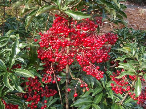 Ardisia crenata s červenými bobuľami