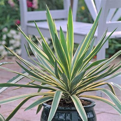 Juka ako izbová rastlina