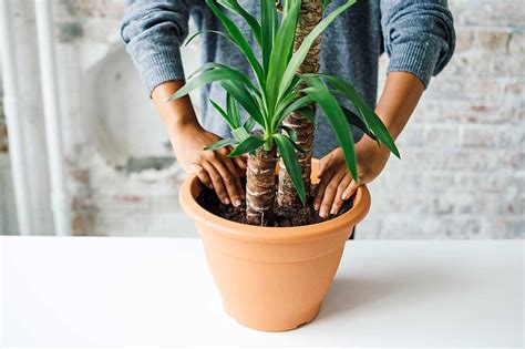 Starostlivosť o juku