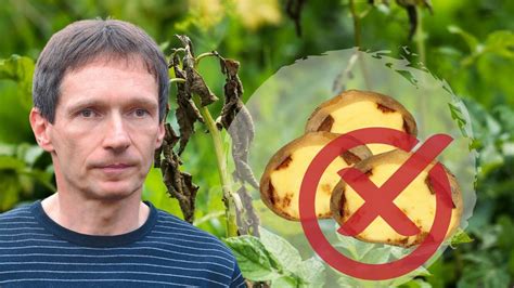 Poškodené zemiaky plesňou zemiakovou