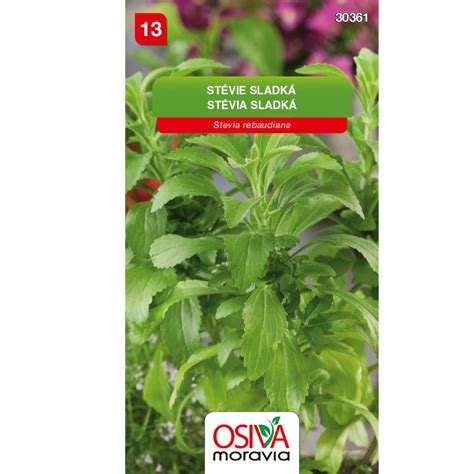 Balenia semien stévie