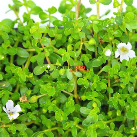 Brahmi (Bacopa monnieri) rastúca v kvetináči