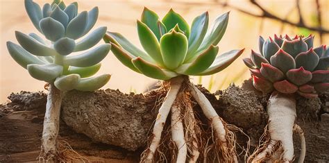 Zloženie ideálneho substrátu pre sukulenty