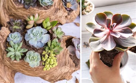 Ukážka sukulentov s epidermálnymi oknami