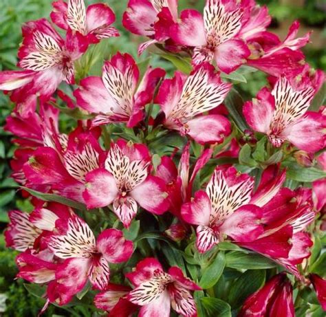 Alstroemeria - peruánska ľalia