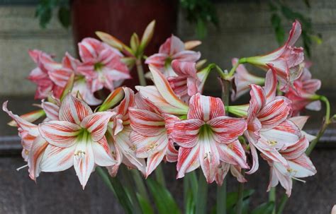 Rozdiel medzi Amaryllis a Hippeastrum