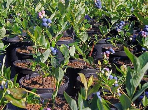 pestovanie čučoriedok v záhrade