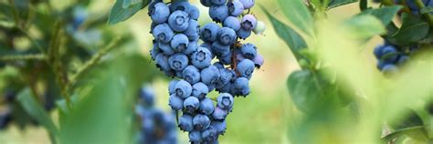 zalievanie čučoriedok na slnku