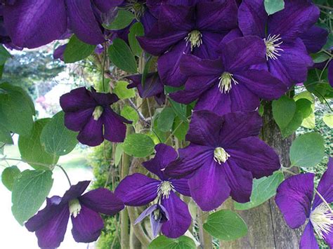 Rôzne druhy popínavých rastlín