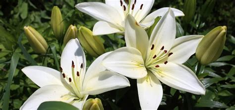 Ilustrácia rôznych druhov ľalií s ich symbolickým významom