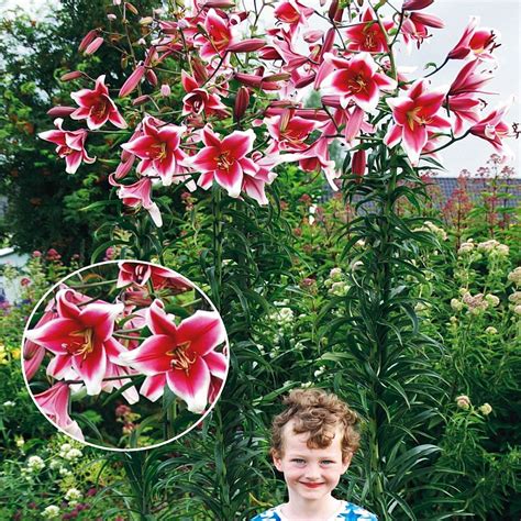 Obrázok ukazujúci správnu zálievku a mulčovanie ľalií