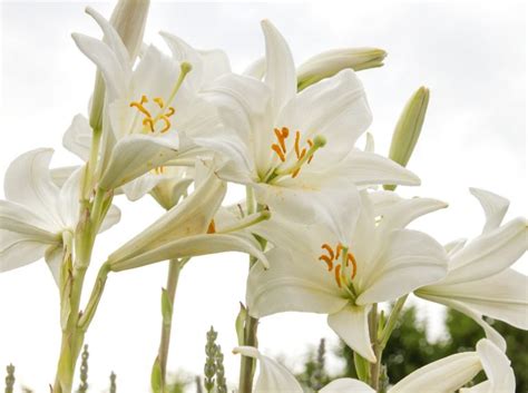 Detail kvetu ľalie bielej a jej liečivých častí