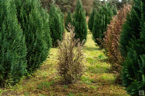 Detailné zábery hnednutia a vysychania ihličia tují