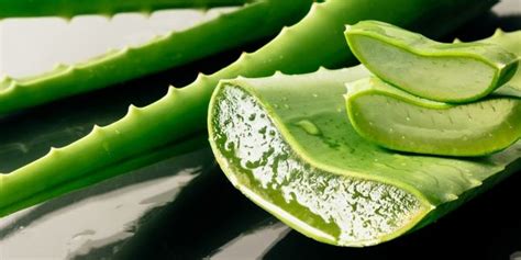 Detail žltej vrstvy (latexu) pod šupkou listu aloe vera
