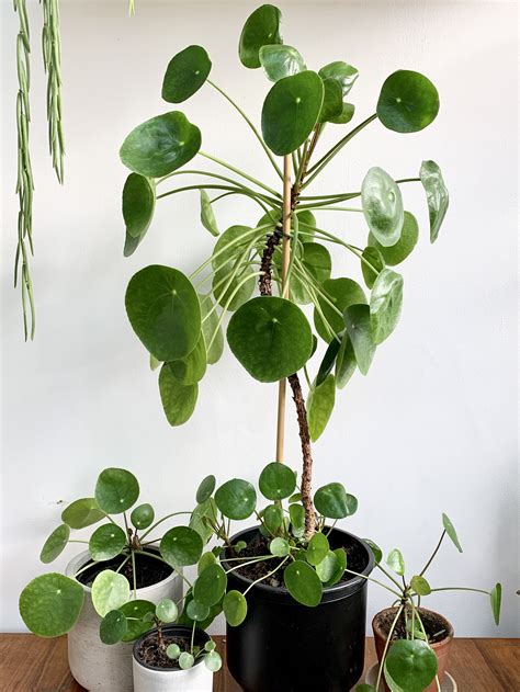 Pilea peperomioides v modernom interiéri