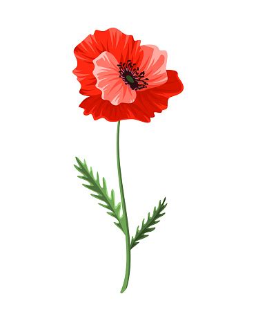 Symbol Európskeho kvetu