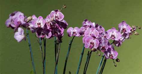 Osvetlenie orchideí