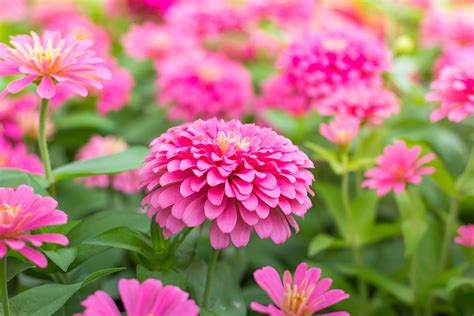 Zinnia elegans kvety v záhrade