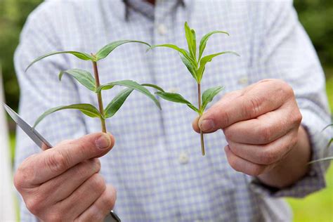 Ilustrácia odrezkov pepina pripravených na zakorenenie