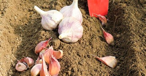 Schéma výsadby cibuľových kvetov